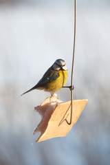 Birds feeding