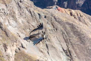 Flying condor over Colca canyon,Peru,South America.