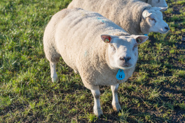 Fototapeta premium Portrait sheep in backlit