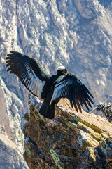 Fototapeta premium Condor at Colca canyon sitting,Peru,South America