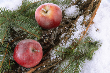 Red apples with fir branch on bark in snow close up