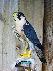 Peregrine falcon (Falco peregrinus)