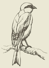 Vector drawing of a series 