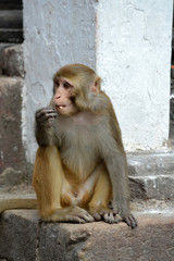 Sitting monkey, at Swayambhunath temple. Kathmandu, Nepal