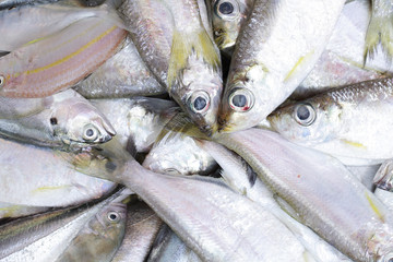 close up bluefine tuna fish
