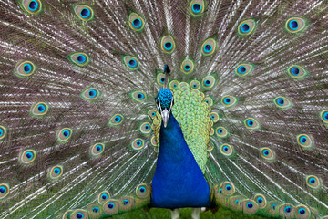 Obraz premium Close up of peacock showing its beautiful feathers