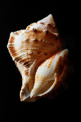 sea shell isolated on black