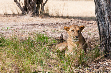 female lion resting under a tree - national park selous