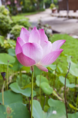 Obraz premium pink lotus.