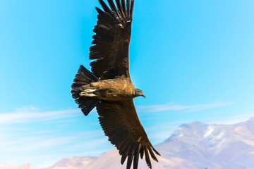Fototapeta na wymiar Ten Condor największy ptak latający na ziemi