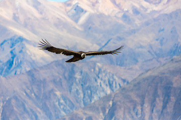 Flying condor over Colca canyon,Peru,South America.