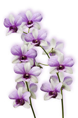 Fototapeta na wymiar Pink Orchids on white background(This Image contains clipping pa