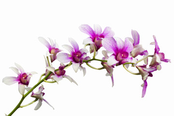 Pink Orchids on white background(This Image contains clipping pa