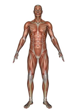 Front muscles of man - 3D render