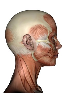 Profile head muscles of woman - 3D render