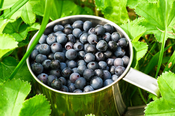 Bilberries
