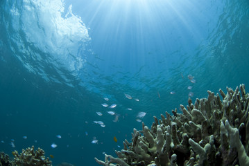 Fototapeta na wymiar Małych ryb i koralowców i światło