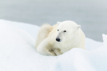 Obraz na płótnie Canvas Nied¼wied¼ polarny na Svalbardzie