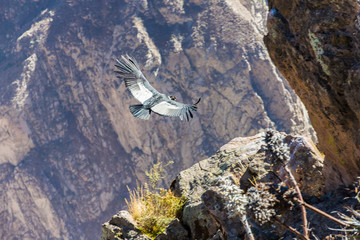Flying condor over Colca canyon,Peru,South America