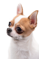 Closeup portrait of Chihuahua