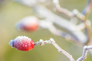 Hagebutte mit Eiskristallen