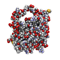 BCL-2 protein. Prevents apoptosis (cell death).