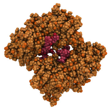 BRCA1 (BReast CAncer type 1 susceptibility, BRCT domain)
