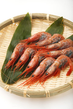 甘海老