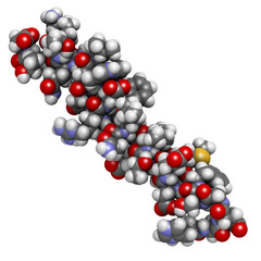 Glucagon-like peptide 2 (GLP-2) peptide molecule.