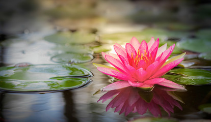 Roze lotus
