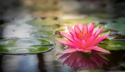 Foto auf Acrylglas Wasserlilien Rosa Lotus