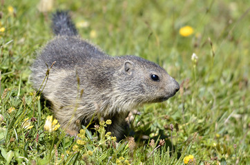 Young Alpine marmot in grass