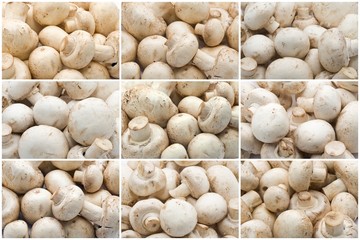Champignon mushrooms