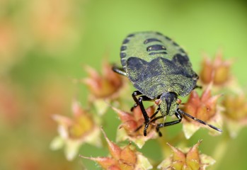 Green Shield Bug