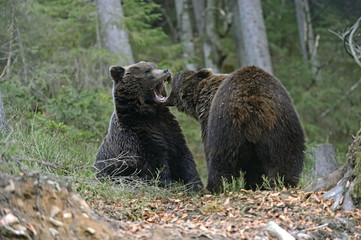 Brown bear