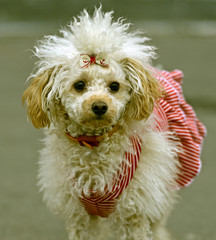 Miniature poodle playing in the street