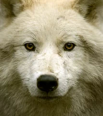 Tableaux ronds sur plexiglas Loup Polar wolf in its natural habitat