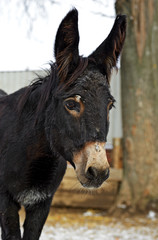 Portrait of a baby donkey