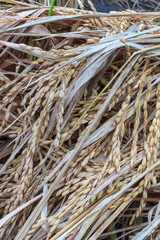 Rice recently harvested