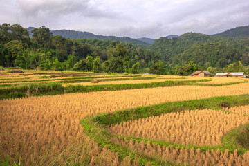 Fototapeta na wymiar Terraced Rice Field yellow after the harvest in Thailand