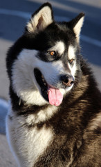 Husky sibérien