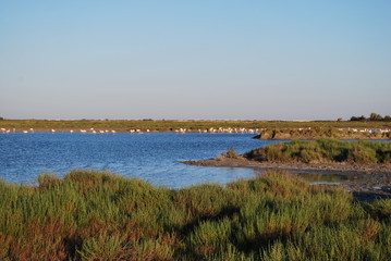 Camargue