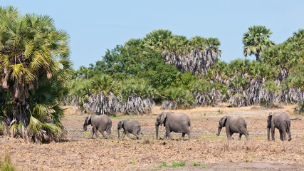 Fototapeta premium family of elephants walking in the bushland in tanzania
