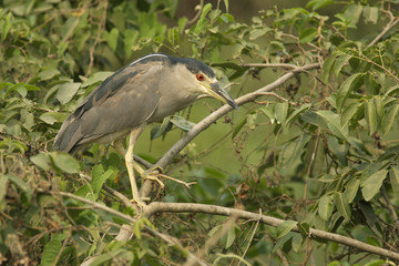 Black-crowned night-heron, Nycticorax nycticorax
