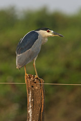 Obraz premium Black-crowned night-heron, Nycticorax nycticorax