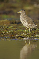 Black-crowned night-heron, Nycticorax nycticorax