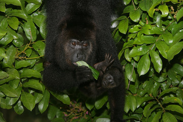 Black-howler monkey, Alouatta pigra