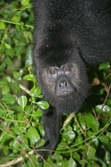 Black-howler monkey, Alouatta pigra