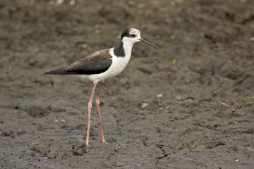 Black-necked stilt, Himantopus mexicanus,