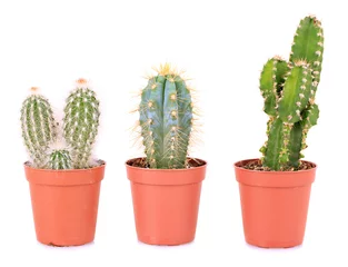 Keuken foto achterwand Cactus in pot Verzameling van cactussen, geïsoleerd op wit